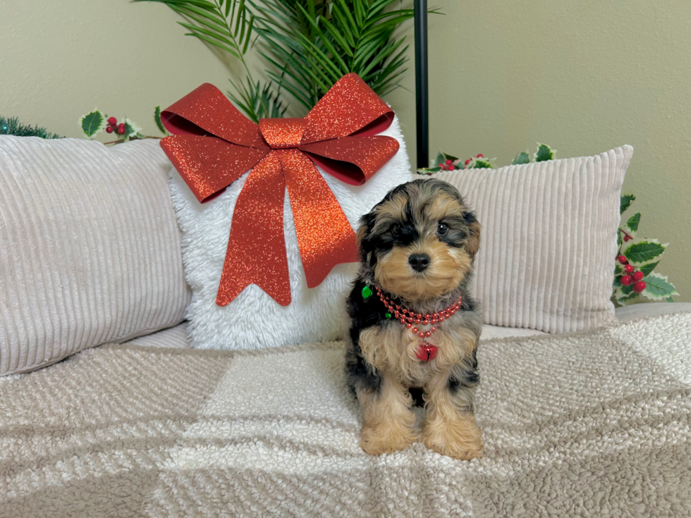 Cute Yorkie Poo Baby