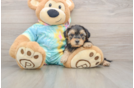 Yorkie Poo Puppy for Adoption