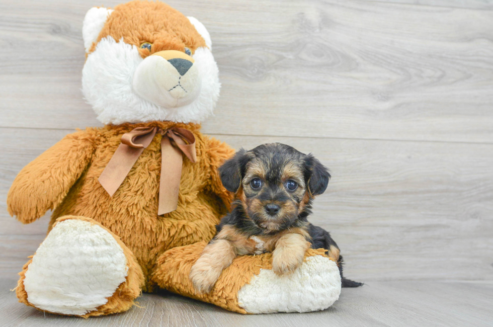 5 week old Yorkie Poo Puppy For Sale - Lone Star Pups