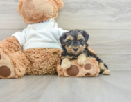 6 week old Yorkie Poo Puppy For Sale - Lone Star Pups