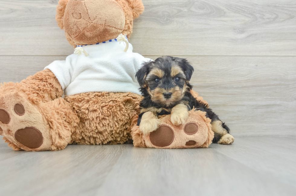 8 week old Yorkie Poo Puppy For Sale - Lone Star Pups