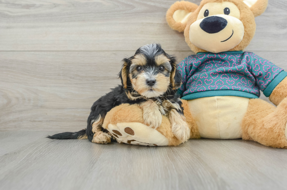 7 week old Yorkie Poo Puppy For Sale - Lone Star Pups