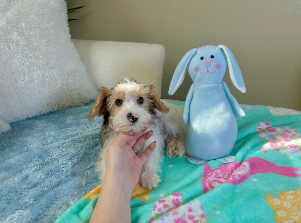 Cute Yorkipoo Poodle Mix Puppy