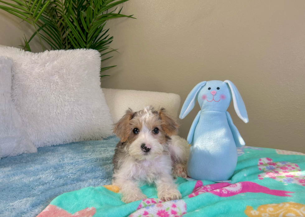 Cute Yorkie Poodle Mix Poodle Mix Puppy