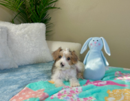 10 week old Yorkie Poo Puppy For Sale - Lone Star Pups