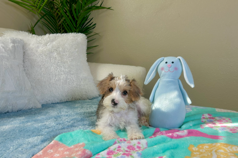 10 week old Yorkie Poo Puppy For Sale - Lone Star Pups