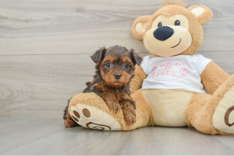 Playful Yo Yo Poo Poodle Mix Puppy