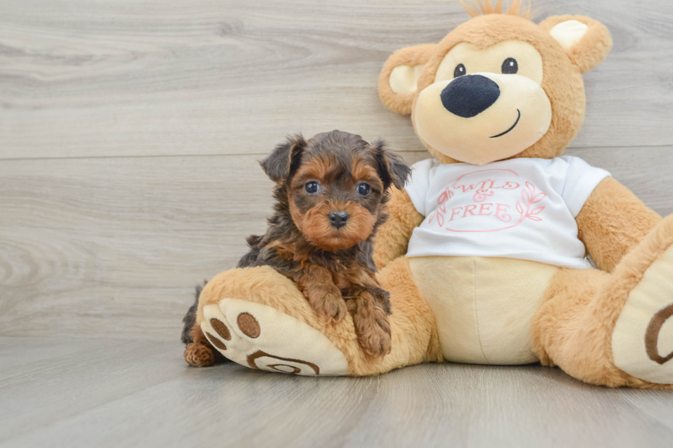 Playful Yo Yo Poo Poodle Mix Puppy
