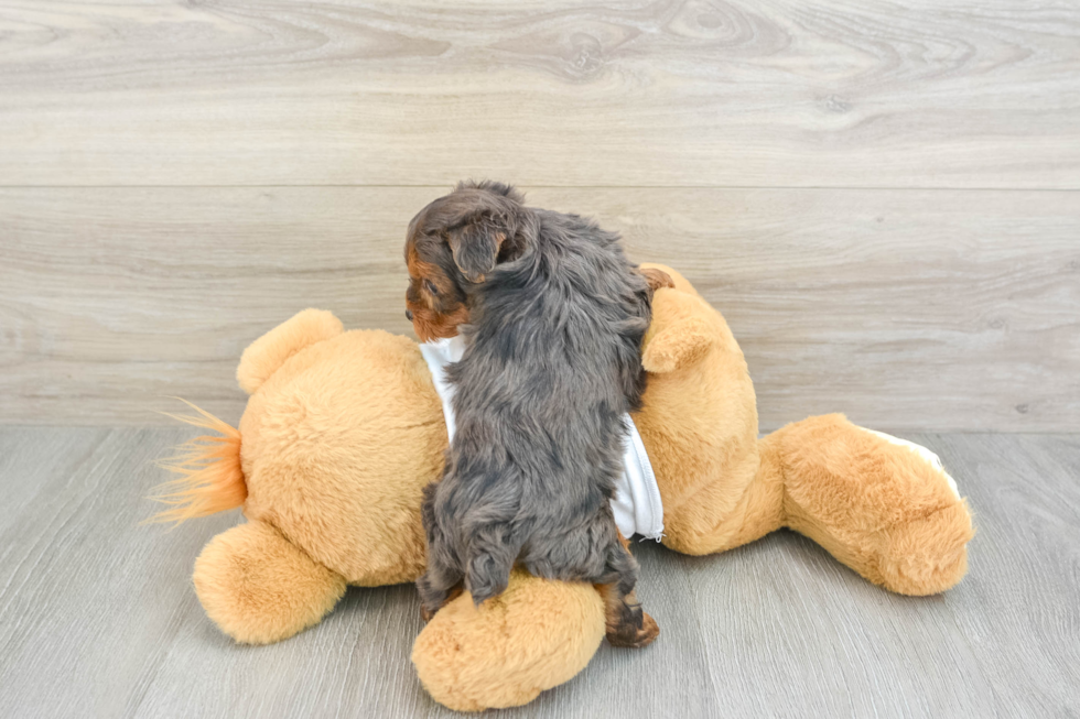 Playful Yo Yo Poo Poodle Mix Puppy