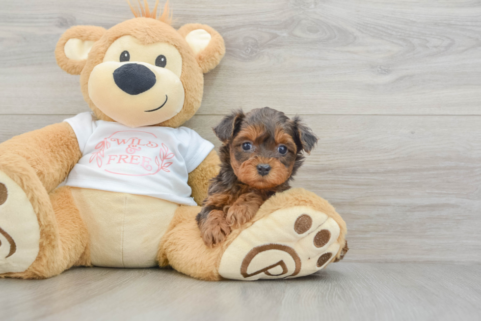 Small Yorkie Poo Baby