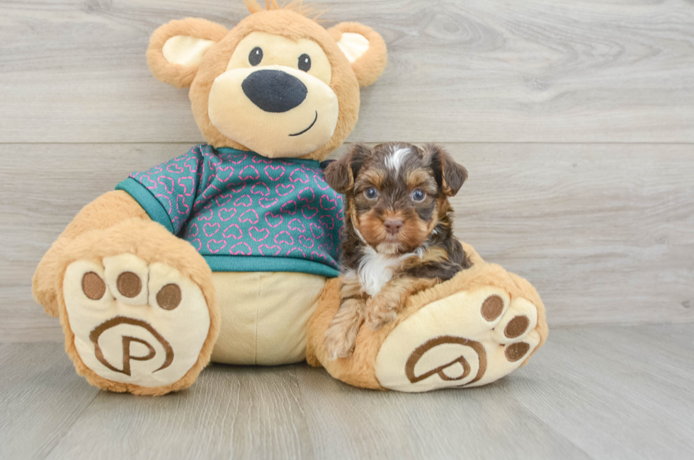 6 week old Yorkie Poo Puppy For Sale - Lone Star Pups