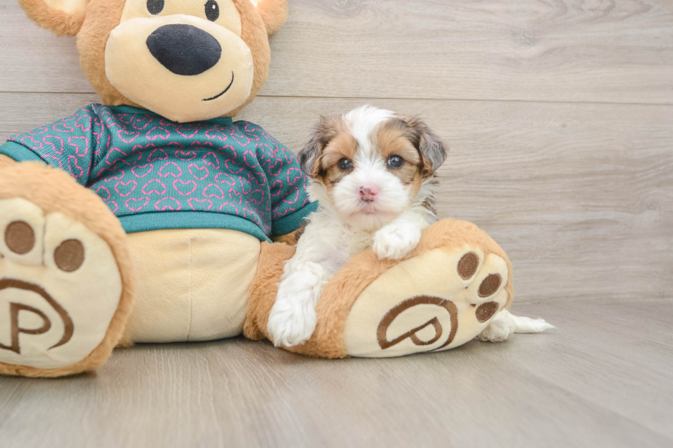 Yorkie Poo Pup Being Cute