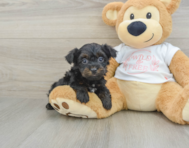 6 week old Yorkie Poo Puppy For Sale - Lone Star Pups