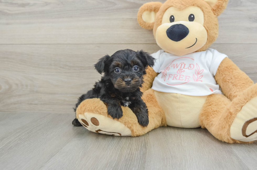 6 week old Yorkie Poo Puppy For Sale - Lone Star Pups