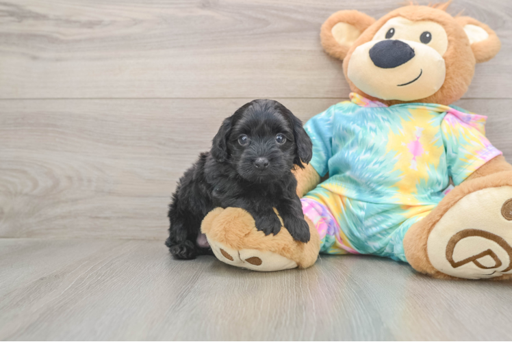 Small Yorkie Poo Baby