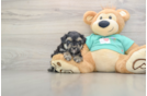 Playful Yo Yo Poo Poodle Mix Puppy