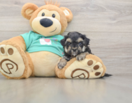 7 week old Yorkie Poo Puppy For Sale - Lone Star Pups