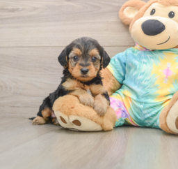 8 week old Yorkie Poo Puppy For Sale - Lone Star Pups