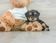 6 week old Yorkie Poo Puppy For Sale - Lone Star Pups