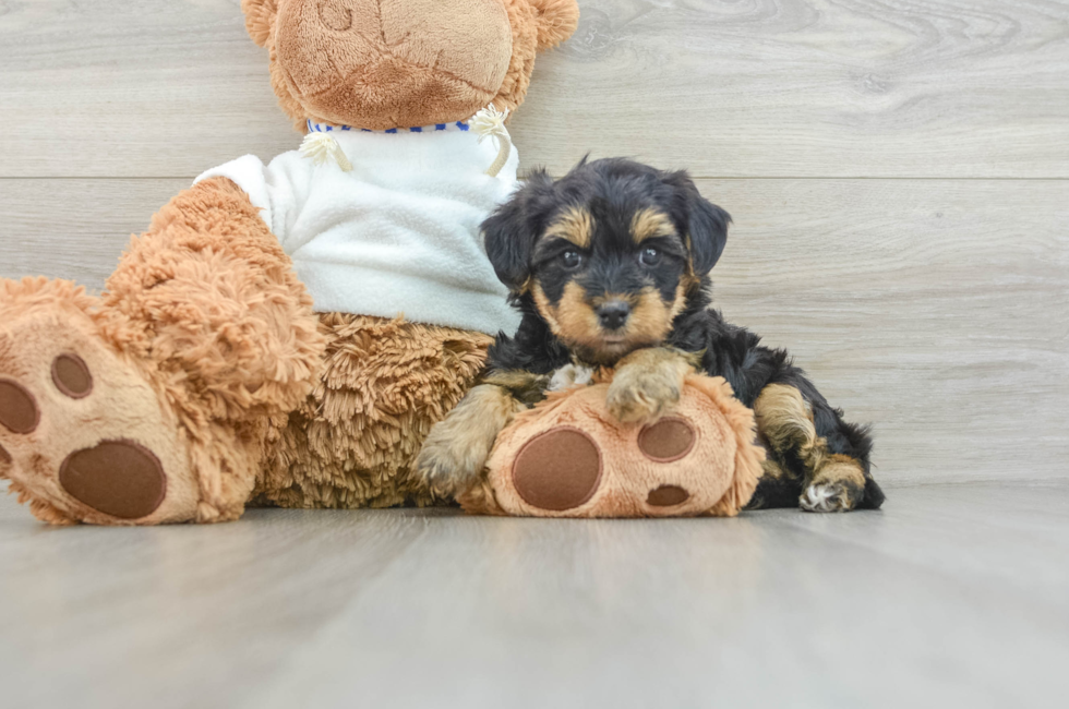 8 week old Yorkie Poo Puppy For Sale - Lone Star Pups