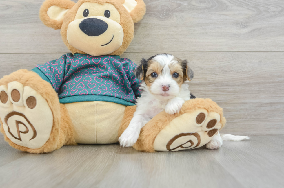 7 week old Yorkie Poo Puppy For Sale - Lone Star Pups