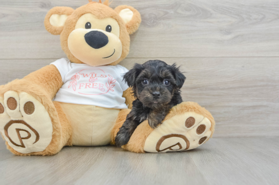 Yorkie Poo Pup Being Cute