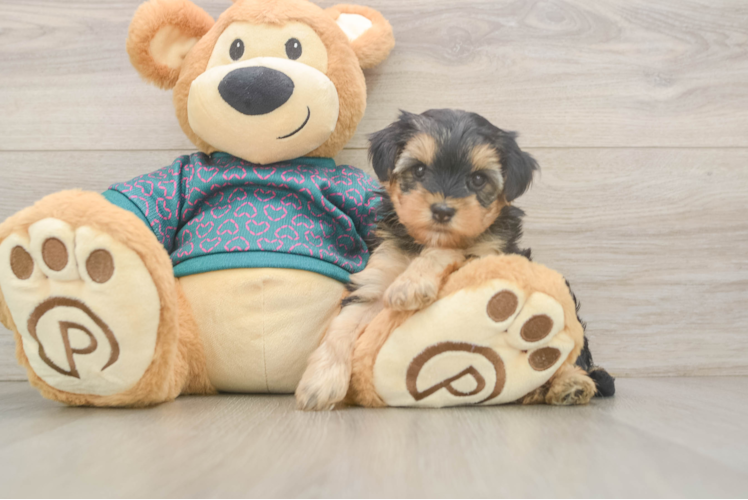 Best Yorkie Poo Baby