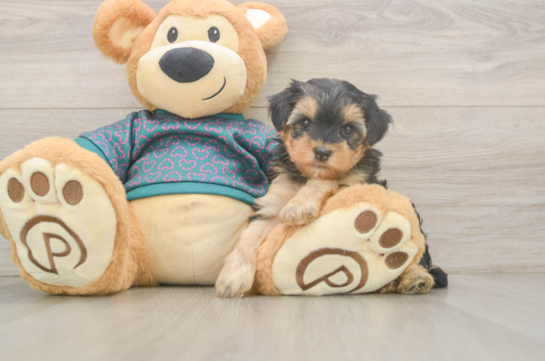 Best Yorkie Poo Baby