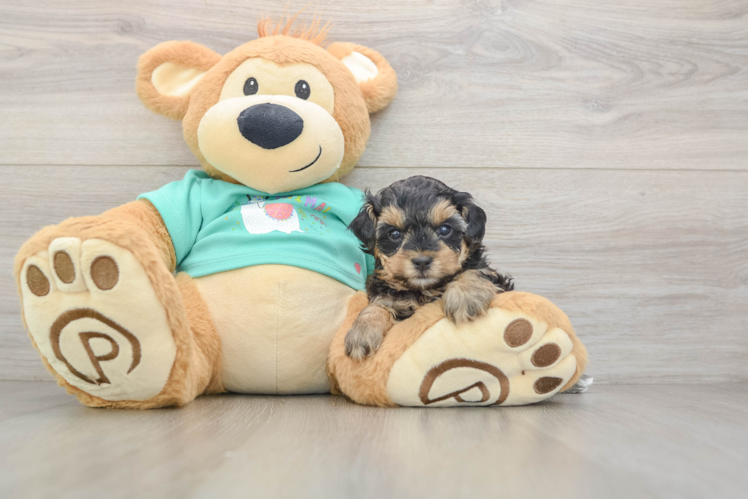Petite Yorkie Poo Poodle Mix Pup