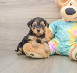 8 week old Yorkie Poo Puppy For Sale - Lone Star Pups
