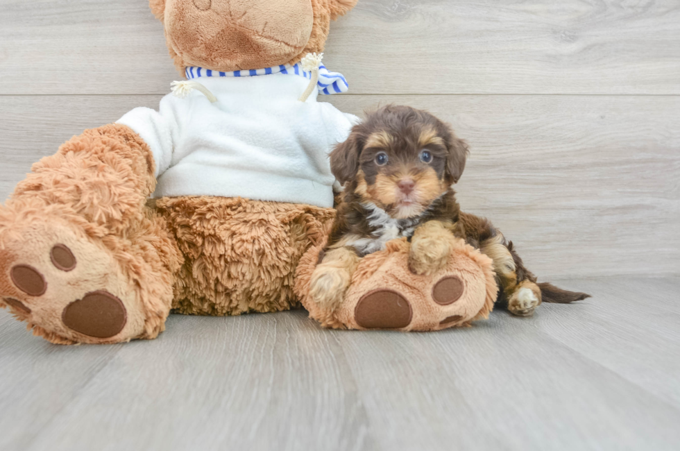 8 week old Yorkie Poo Puppy For Sale - Lone Star Pups