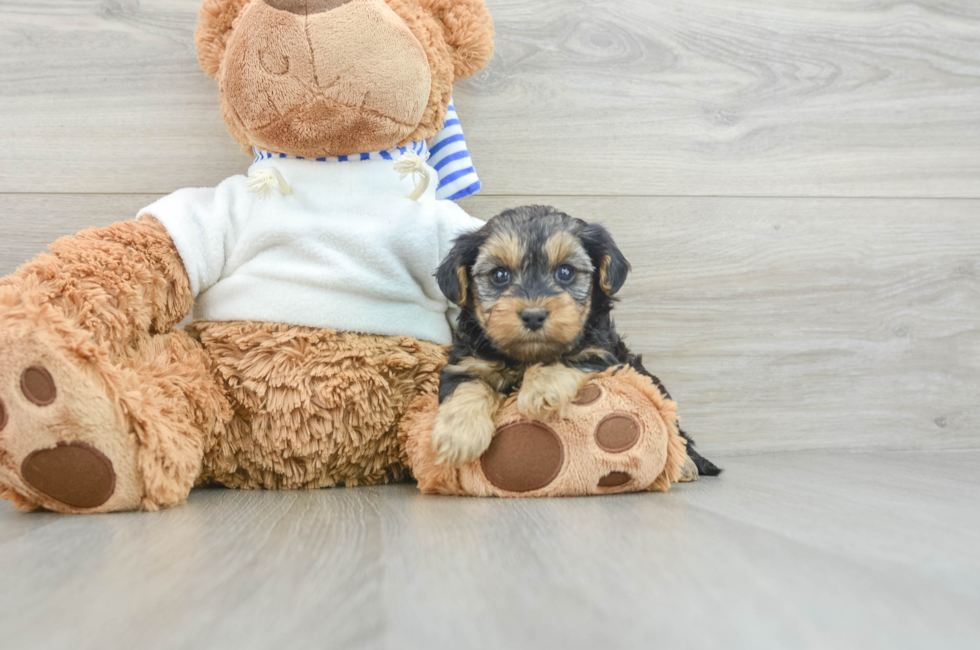 8 week old Yorkie Poo Puppy For Sale - Lone Star Pups