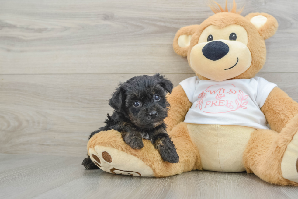 Smart Yorkie Poo Poodle Mix Pup