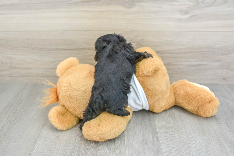 Yorkie Poo Pup Being Cute