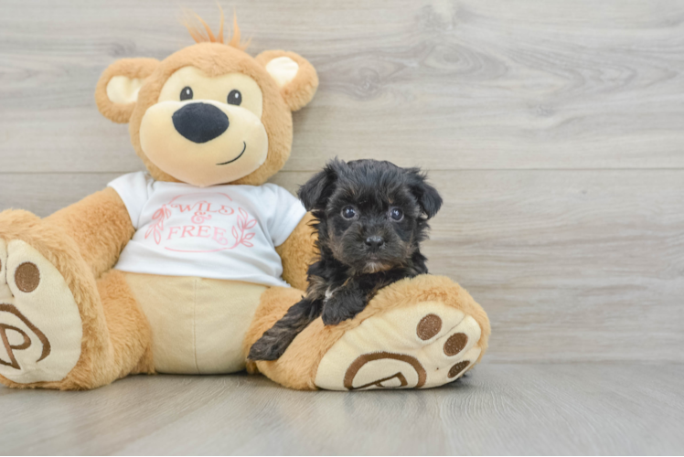 Yorkie Poo Pup Being Cute