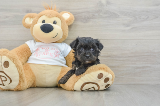 Yorkie Poo Pup Being Cute