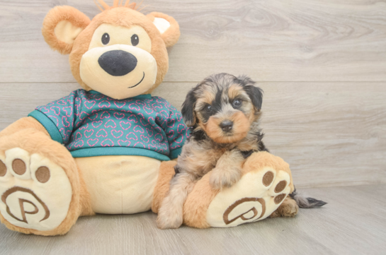 Best Yorkie Poo Baby