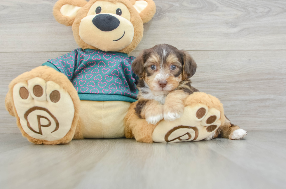 6 week old Yorkie Poo Puppy For Sale - Lone Star Pups