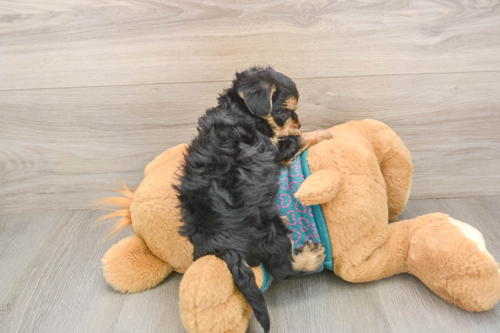 Yorkie Poo Puppy for Adoption