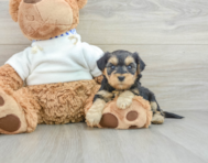 7 week old Yorkie Poo Puppy For Sale - Lone Star Pups