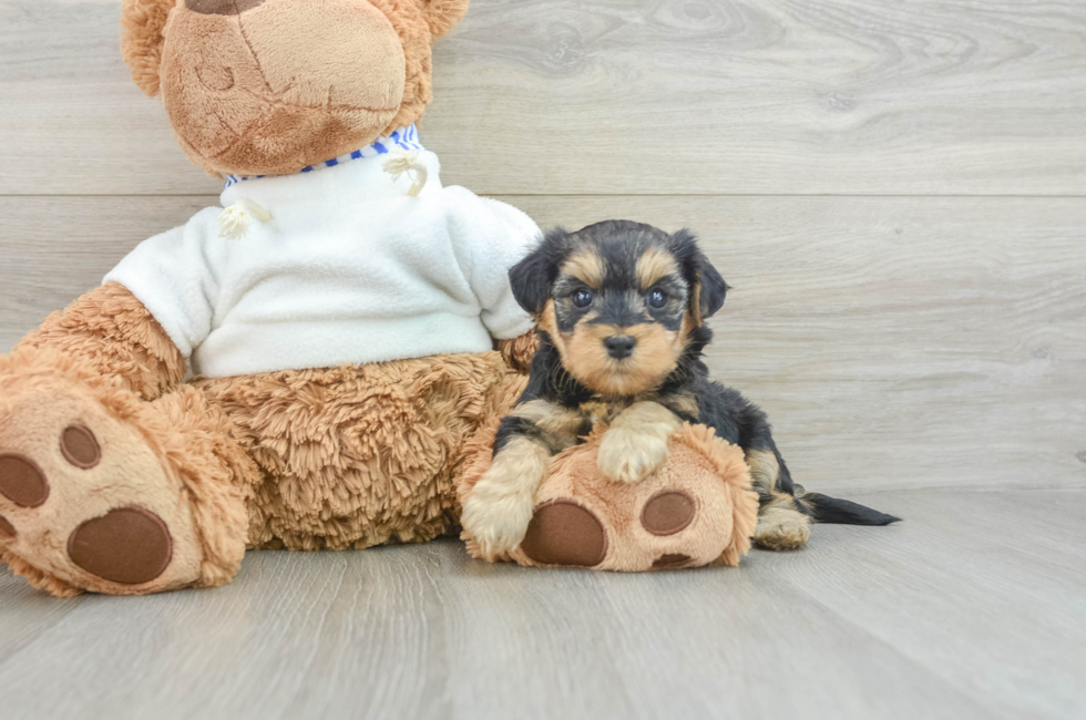 8 week old Yorkie Poo Puppy For Sale - Lone Star Pups