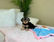 10 week old Yorkie Poo Puppy For Sale - Lone Star Pups