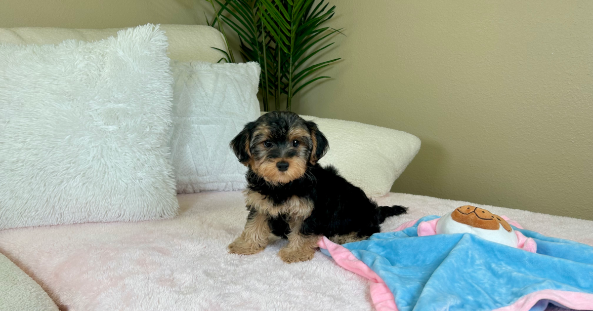 Cute Yorkie Poo Delilah: 3lb 2oz Doodle Puppy