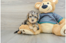 Smart Yorkie Poo Poodle Mix Pup