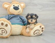 5 week old Yorkie Poo Puppy For Sale - Lone Star Pups