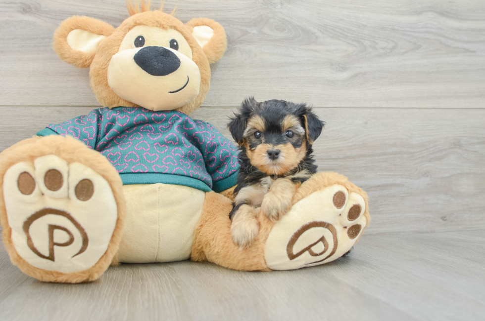 5 week old Yorkie Poo Puppy For Sale - Lone Star Pups
