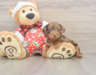 7 week old Yorkie Poo Puppy For Sale - Lone Star Pups