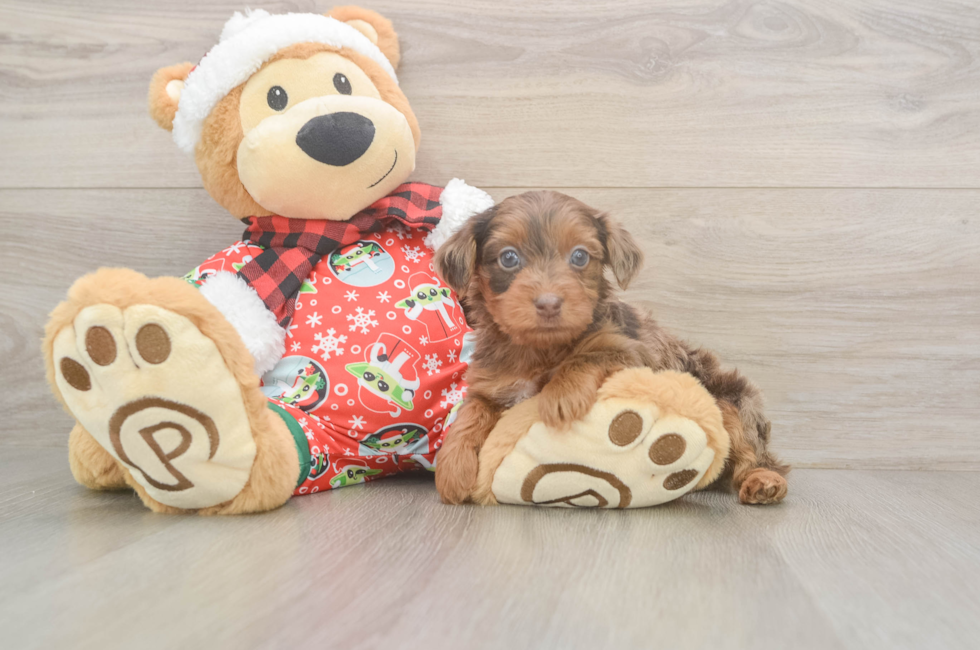 5 week old Yorkie Poo Puppy For Sale - Lone Star Pups