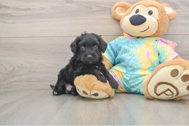 Best Yorkie Poo Baby