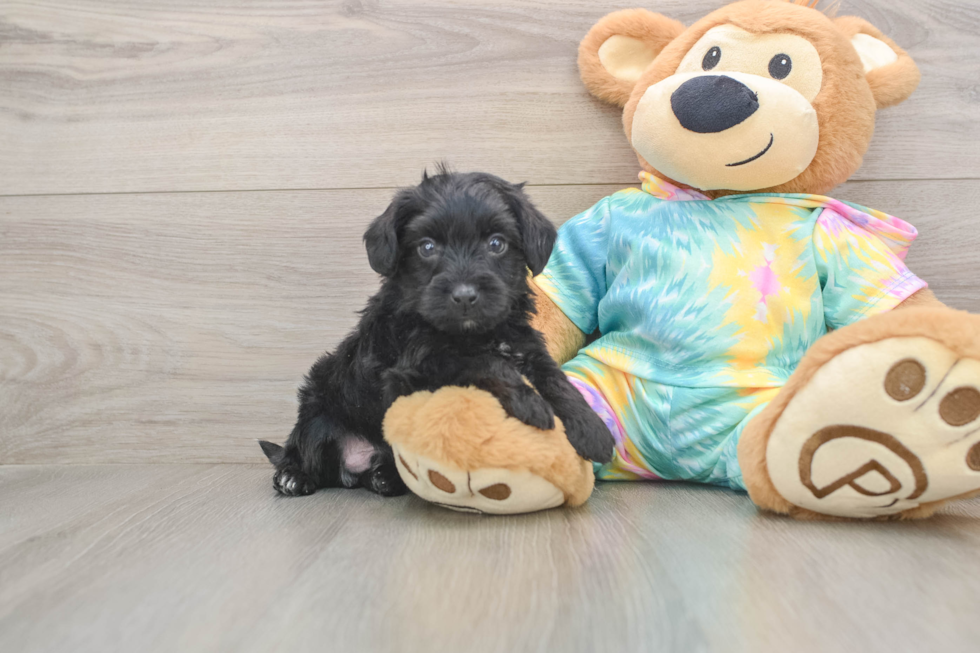 Best Yorkie Poo Baby